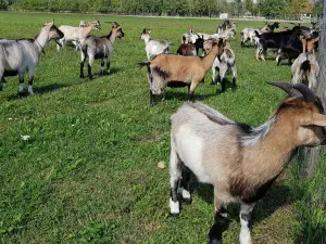 Alpakafarm
