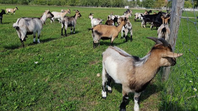 Alpakafarm