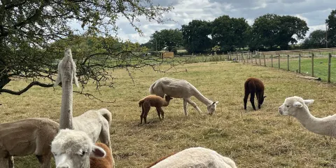 Lucky Tails Alpaca Farm