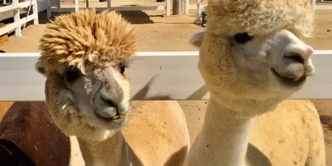 The Alpaca Hacienda