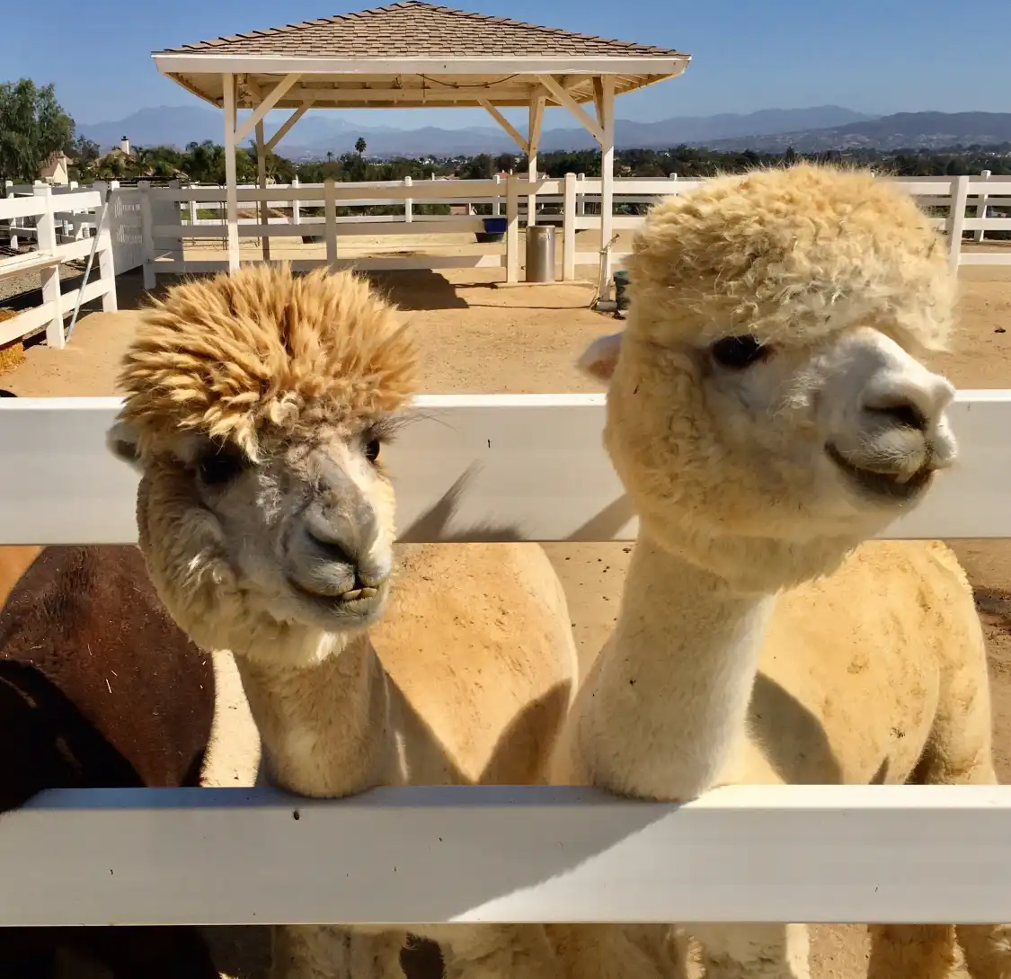 Hotels near The Alpaca Hacienda, by Appointment ONLY