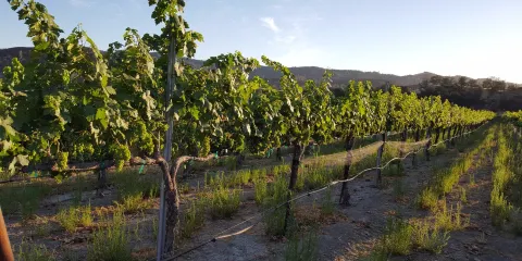 Cholame Vineyard