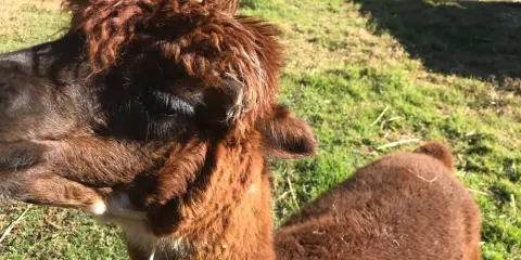 Humming Mountain Alpacas