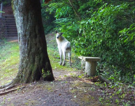 名取市 自由行套票