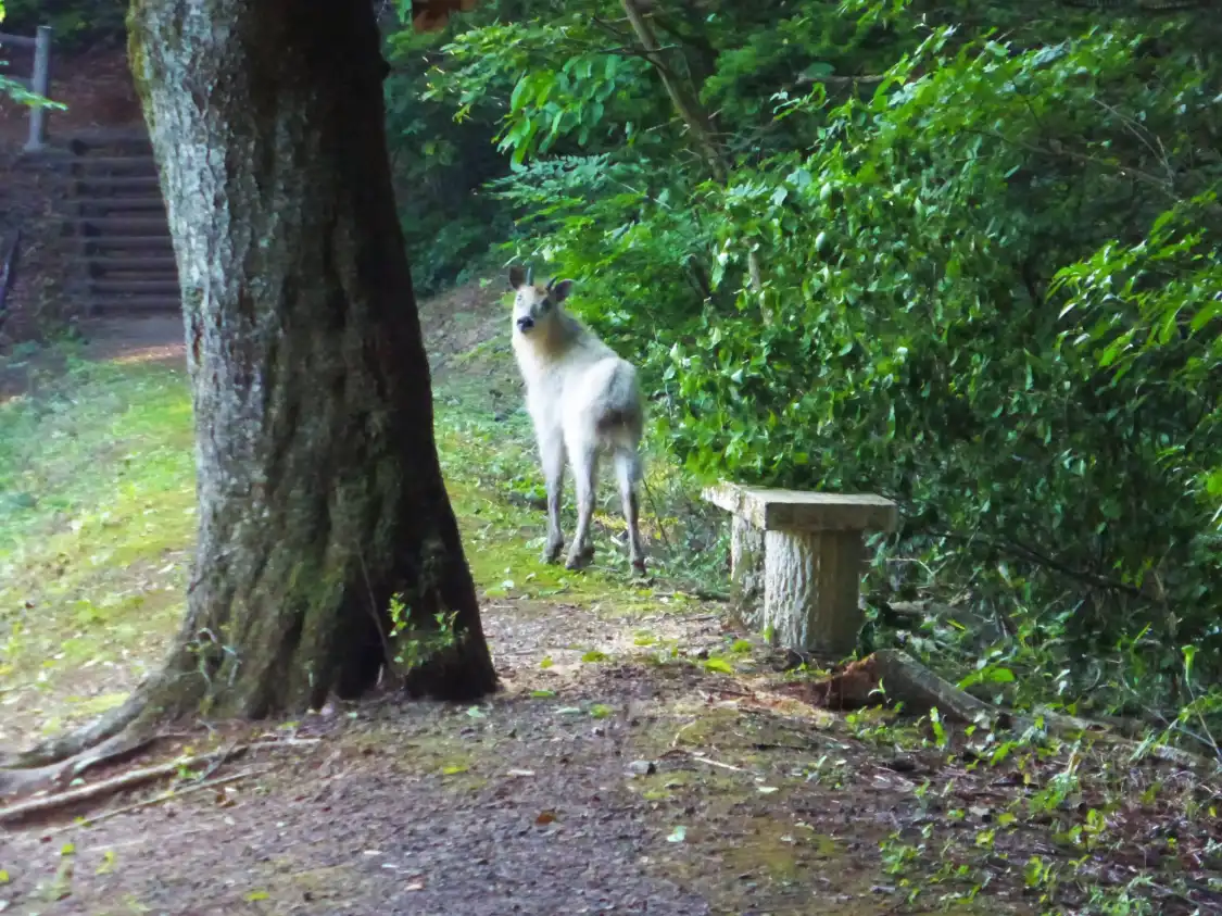 Hotels near Kumano Nachi Shrine