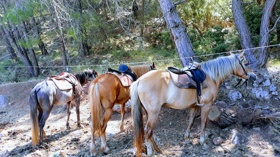 Oludeniz Mahallesi