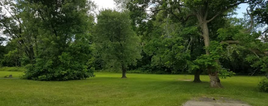 Willow's Field