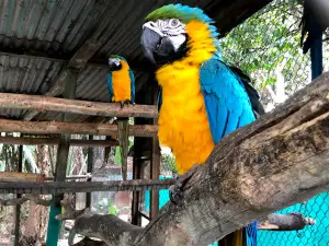 Albergue Zoologico El Jaguar