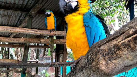 Albergue Zoologico El Jaguar