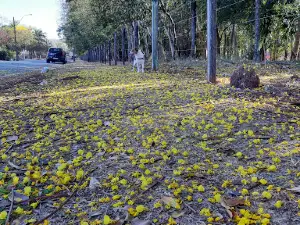 Bosque São Domingos Mococa