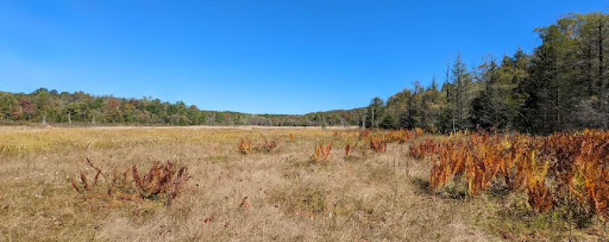Gallitzin State Forest