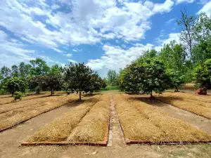 Fertile Beeghas Vermicompost Farm