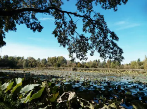 Parco del Loto