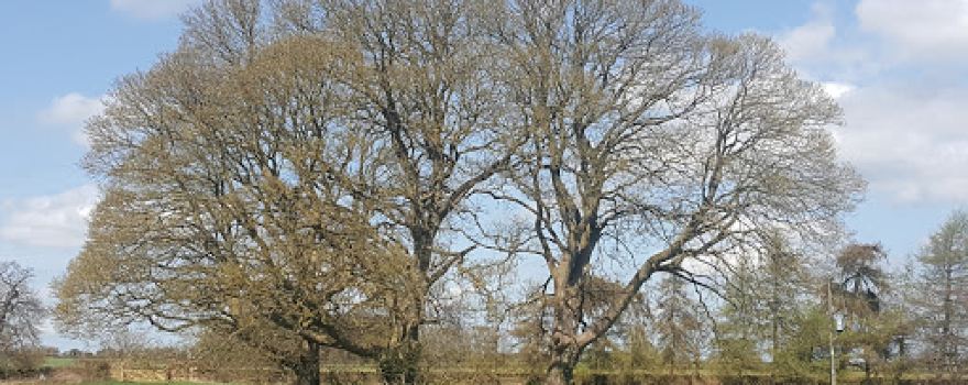 The Tew Centre
