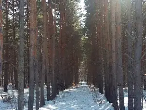 Parovoz