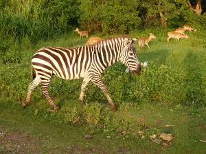 Kisumu Impala Park Wildlife Sanctuary Office