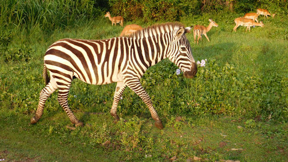 Kisumu Impala Park Wildlife Sanctuary Office