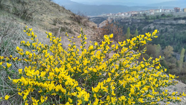 Safranbolu Spor Salonu
