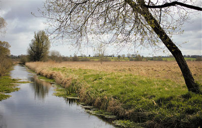 Pollardstown Fen