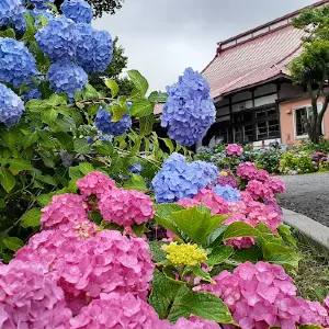 明善寺