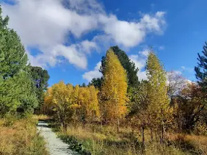 Кедровая роща
