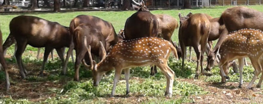 Pusri Deer Park