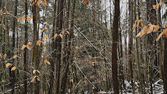 Tionesta Scenic Area