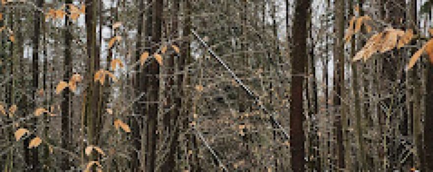 Tionesta Scenic Area