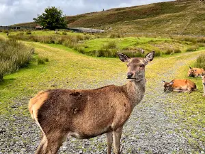Red Deer Range