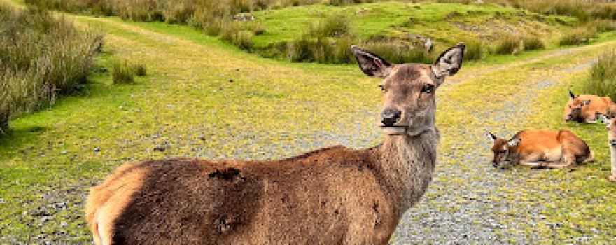 Red Deer Range