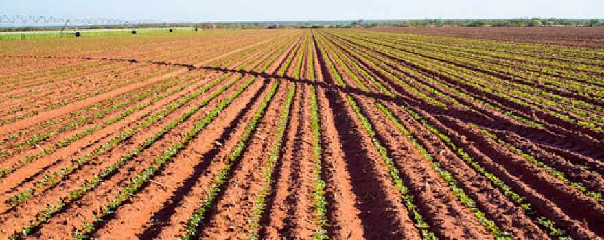 Trandos Farms
