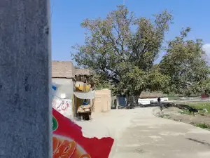 Pipal Historical Tree