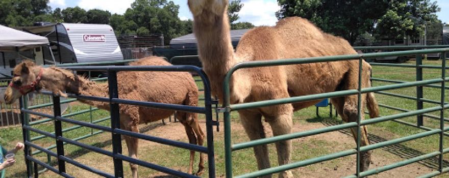 Sam's Path Mobile Petting Zoo