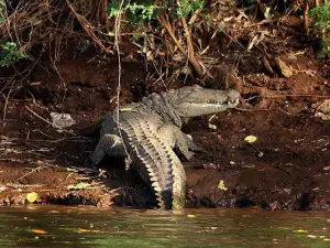Savitri River Crocodile View Point