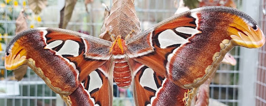 Butterfly Garden
