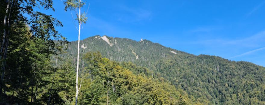 Spinarea Calului