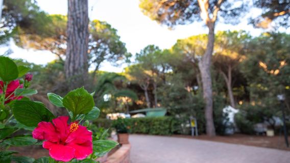 Camping Village il Sole - Camping Bungalow Tuscany