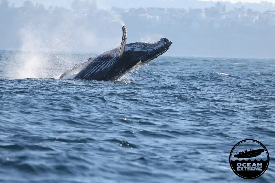 5_Sydney Whale Watching Cruise