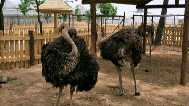 qing song ling sen lin gong yuan - dong wu yuan