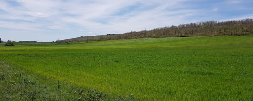Robledal de Santervás de la Vega