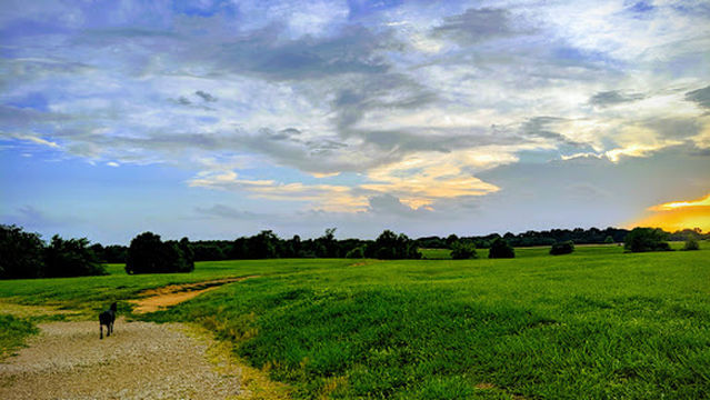Shelby Farms Dog Park