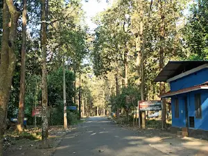 Nedumkayam Rain Forest
