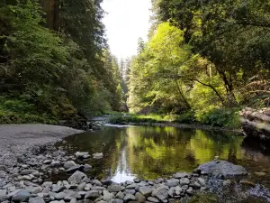 Stout Grove Trailhead