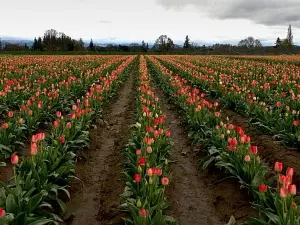 Wooden Shoe Tulip Farm