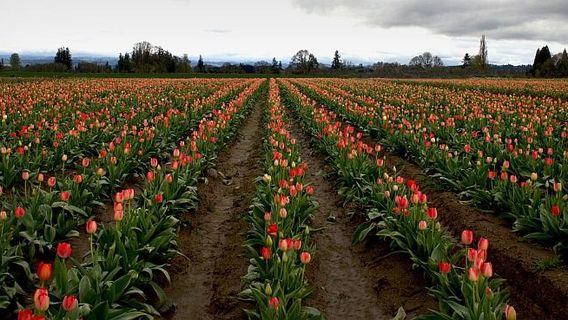 Wooden Shoe Tulip Farm