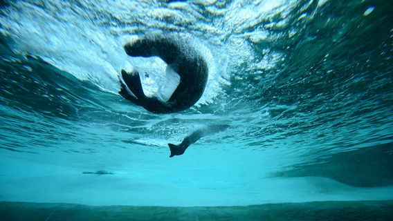 Fiskeri- og Søfartsmuseet