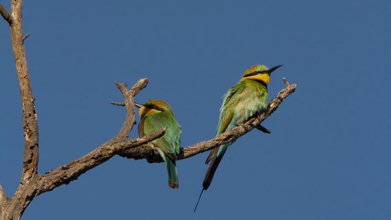 You Yangs Regional Park