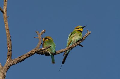 You Yangs Regional Park
