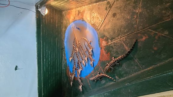 Arkansas Alligator Farm & Petting Zoo