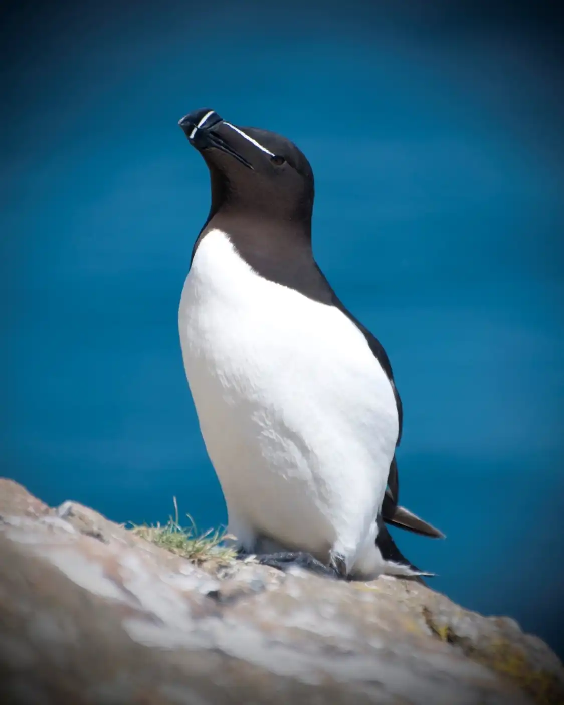 South Stack Cliffs RSPB Reserve附近的飯店